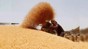 मुख्यमंत्री ने गेहूं खरीद में किसानों को दी महत्वपूर्ण राहत