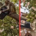 कचहरी रोड पर फिल्मी नजारा: बंदर ने 500-500 के नोट हवा में उड़ाए, भीड़ जुटी