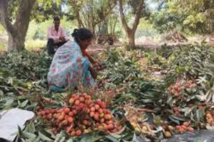 किसानों की समस्या पर केंद्रीय कृषि मंत्री शिवराज सिंह चौहान ने दिए तत्काल जांच के आदेश