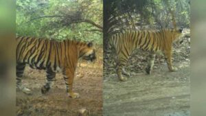 टाइगर रिजर्व में दहशत: 77 बाघों की भीड़ में दो बाघिनों का नहीं मिला सुराग