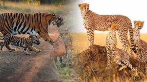 मध्य प्रदेश के नौरादेही टाइगर रिजर्व में अनोखी पहल, एक्स-आर्मी मैन संभालेंगे वन्यजीव सुरक्षा