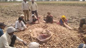 रिकॉर्ड उत्पादन के बाद संकट: यूपी के कोल्ड स्टोरेज भरने से किसानों की चिंता बढ़ी