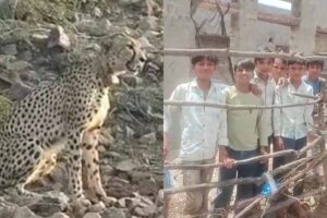 सवाई माधोपुर में खौफ का माहौल: गांवों तक पहुंचा केपी-2 चीता