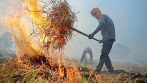 हरियाणा में पराली जलाने के मामले बढ़े, हजारों जगह खेतों में लगी आग