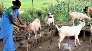 छत्तीसगढ़ के पहले अत्याधुनिक बकरी ब्रीडिंग एवं रिसर्च सेंटर की तैयारी