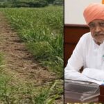 गन्ना खेती को बढ़ावा: हरियाणा सरकार देगी किसानों को 5 हजार रुपये प्रति एकड़