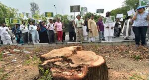 पेड़ों की कटाई पर HC सख्त, हिसार इंटरचेंज प्रोजेक्ट पर लगा ब्रेक