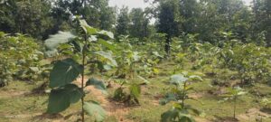 5 वर्षों में रोपे गए 27 लाख से अधिक पौधे, 951 हेक्टेयर से अधिक क्षेत्र में फैला हरित आवरण