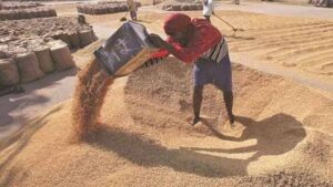 MSP पर रिकॉर्ड गेहूं खरीदी, 13.27 लाख किसानों से 102 लाख मीट्रिक टन उपार्जन