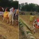 गाय के असामान्य व्यवहार से फैली भीड़, जांच में हाइपोग्लाइसीमिया की पुष्टि