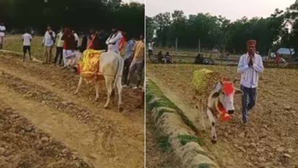 गाय के असामान्य व्यवहार से फैली भीड़, जांच में हाइपोग्लाइसीमिया की पुष्टि