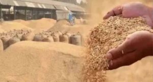 30 से ज्यादा नाम सामने आए, फिर भी कार्रवाई सीमित; धान घोटाले में कई आरोपी अब भी फरार