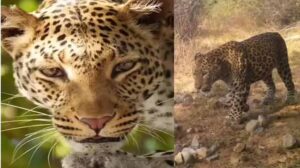 असोला भाटी अभयारण्य में बढ़ी तेंदुओं की मौजूदगी, कैमरा ट्रैप में जोड़े बार-बार रिकॉर्ड