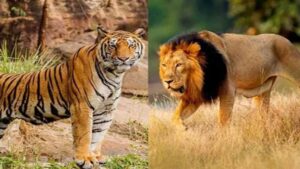 मानव हस्तक्षेप से प्रभावित अरावली क्षेत्र की जैव विविधता में गिरावट