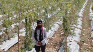 आधुनिक खेती का कमाल: करेले की फसल ने महासमुंद के किसान को दिलाया लाखों का लाभ