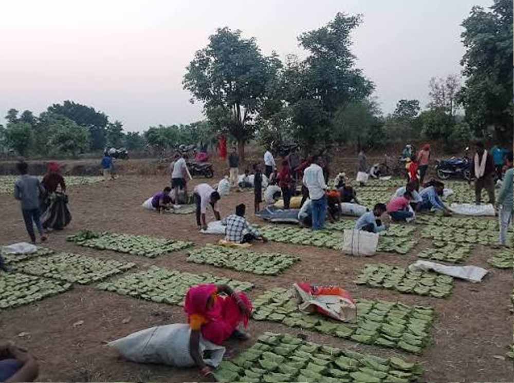 Bastar News: तेंदूपत्ता खरीदी ने रचा इतिहास, 50 हजार संग्राहकों की दूरी बनी चिंता का विषय