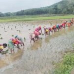 मानसून बना किसानों का सहारा, झारखंड के खेतों में लौटी हरियाली और उम्मीद