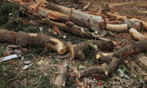 रायसेन में पेड़ों की कटाई पर बवाल, 680 की मंजूरी लेकर हजारों पेड़ काटने का आरोप; विधानसभा में उठेगा मुद्दा