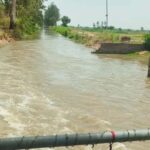 सतलुज के पानी से हरियाणा में आई हरित क्रांति, 14,800 किमी नहर नेटवर्क ने बदली तस्वीर