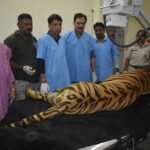 खिवनी अभयारण्य से लाए गए घायल बाघ “युवराज” का वन विहार में हो रहा उपचार
