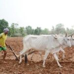 राज्य में 4.77 लाख हेक्टेयर क्षेत्र में लक्ष्य का 10 प्रतिशत बोनी पूर्ण