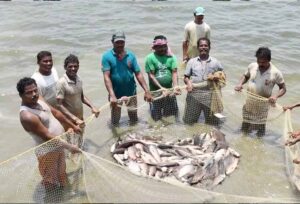 खेती के साथ मछली पालन से बढ़ी किसानों की आय, प्रधानमंत्री मत्स्य संपदा योजना बनी बदलाव की मिसाल