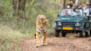 झारखंड के जंगलों में सफारी का रोमांच शुरू, 2028 तक बनेगी टाइगर सफारी