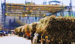 गन्ना किसानों के लिए बड़ी राहत, 102 चीनी मिलों ने किया 100% भुगतान