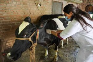 लंपी वायरस की रोकथाम के लिए योगी सरकार अलर्ट, 25 जिलों में 606 टीमें तैनात