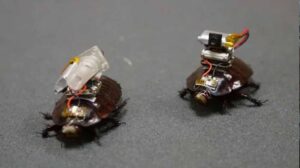 Israel Cockroach Drone: रोबोटिक कीड़ों की फौज बनाने की तैयारी, AI और ड्रोन स्वॉर्म पर रिसर्च