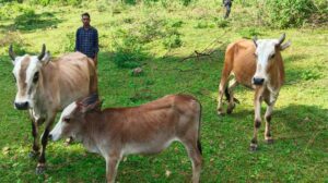सेवा की कहानी : उन्नत नस्ल की गाय ने खोली अतिरिक्त आय की राह, आत्मनिर्भर बने सन्ना के ओम प्रकाश