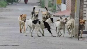 गाजियाबाद में स्ट्रीट डॉग्स की नसबंदी और टीकाकरण पर सवाल, सूचना आयुक्त ने निगम से मांगे दस्तावेज