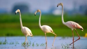 भिवानी से भिंडावास तक दिखे ग्रेटर फ्लेमिंगो, सूखते जलाशयों ने बढ़ाई प्रवासी पक्षियों की मुश्किलें
