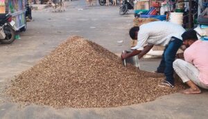 मतीरे के बीज का भाव 20 हजार रुपये क्विंटल तक, किसानों को अच्छी कमाई की उम्मीद