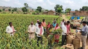 कोडरमा के किसान धान छोड़ मड़ुआ की खेती से कमा रहे मुनाफा, कम पानी में तैयार होती है फसल