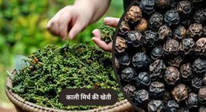 MP के किसानों के लिए नई पहल, पचमढ़ी में तैयार हुई मसालों की खास नर्सरी