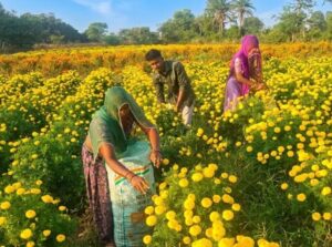 राजस्थान के किसानों का नकदी फसल पर बढ़ा भरोसा, गेंदे के फूलों से हर फसल में डेढ़ लाख कमाई की उम्मीद