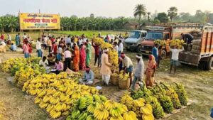 भागलपुर के केलांचल में लहलहा रहे केले के बागान, हजारों किसान परिवारों को मिल रहा रोजगार