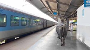 भोपाल के वर्ल्ड क्लास स्टेशन का हैरान करने वाला वीडियो, प्लेटफॉर्म पर घूमती दिखीं भैंसें