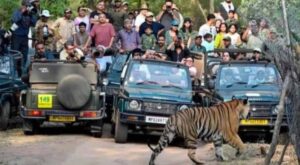 MP के बांधवगढ़ टाइगर रिजर्व में उमड़ी पर्यटकों की भीड़, 8 दिन में 4598 लोगों ने देखा जंगल
