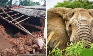 छत्तीसगढ़ में हाथियों का आतंक, तड़के गांव में घुसकर बेजुबान मवेशियों को बनाया निशाना