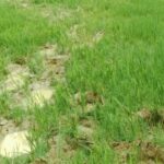 छत्तीसगढ़ के रायगढ़ में हाथियों का उत्पात, 14 किसानों की फसलें बर्बाद