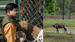 कान्हा टाइगर रिजर्व में आज खास पहल, मुख्यमंत्री मोहन यादव करेंगे 8 जंगली भैंसों को रिलीज