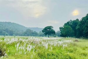 कोर एवं बफर के सभी पर्यटन जोन सामान्य रूप से संचालित, किसी भी गेट को बंद नहीं किया गया