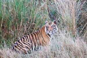 वन्यजीवों को घने जंगल, पर्याप्त पानी और भोजन करते हैं आकर्षित