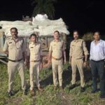 नीमच एवं धार में आठ खेतों में अवैध गांजे की खेती का पर्दाफाश, 34 क्विंटल से अधिक गांजे के हरे पौधे जब्त अनुमानित कीमत 5 करोड़ 89 लाख रुपए